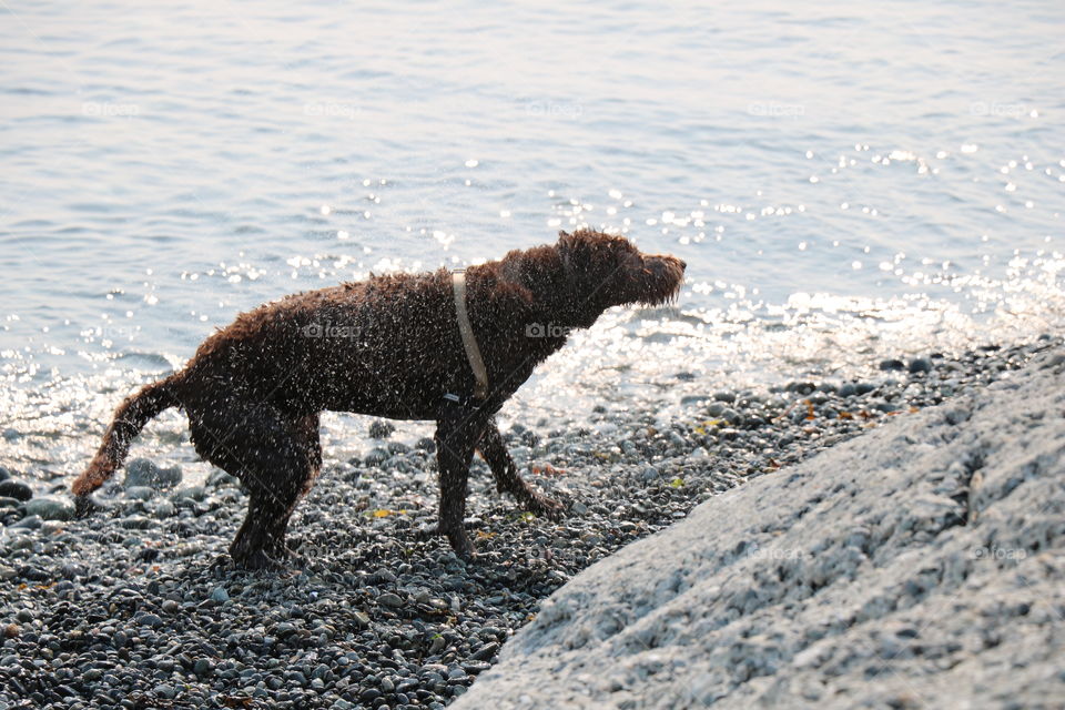  Wet dog