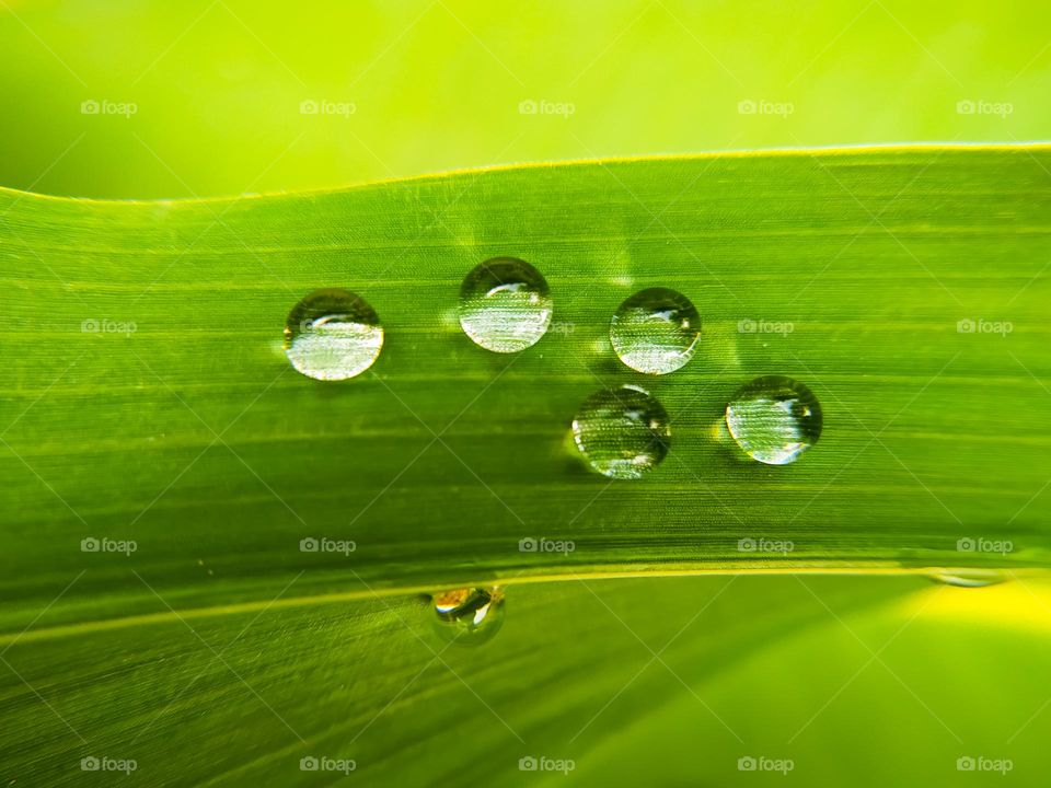 Water drops on a green leaf in the morning. Shallow depth of field