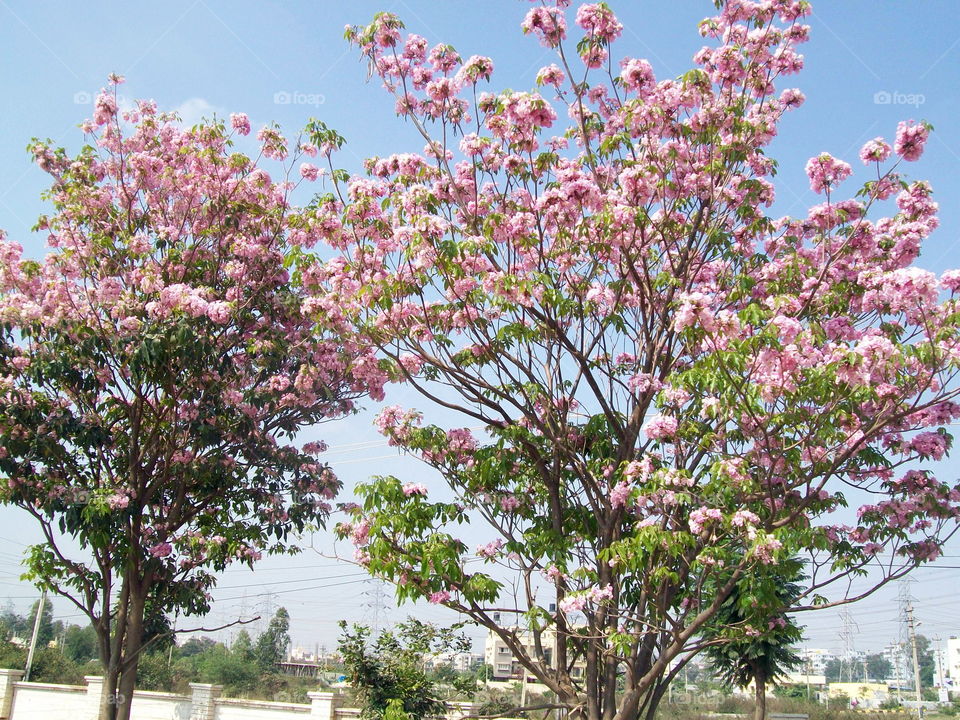 pink flowers during spring in india