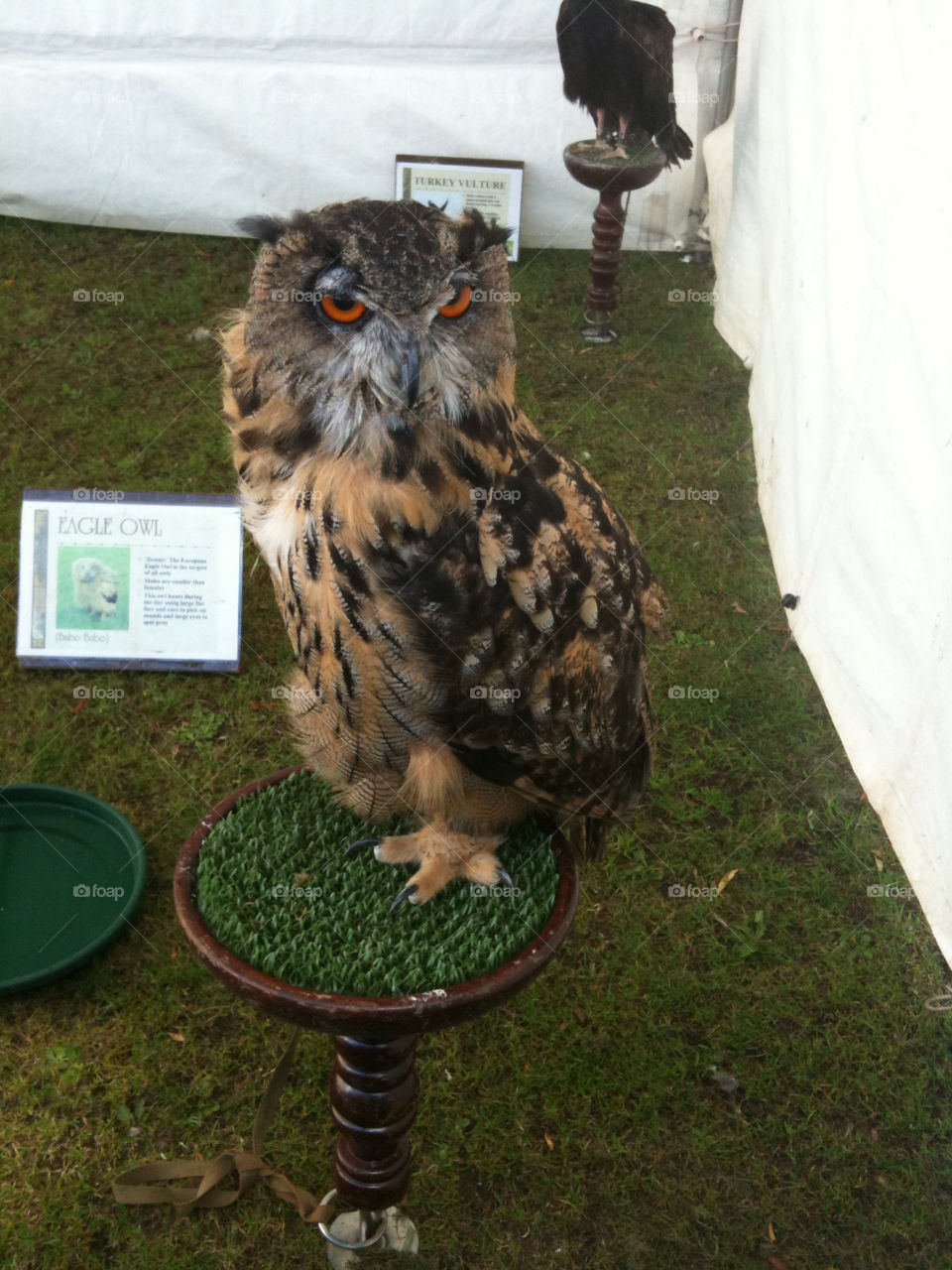 bird owl birdofprey eagleowl by sicksaint77