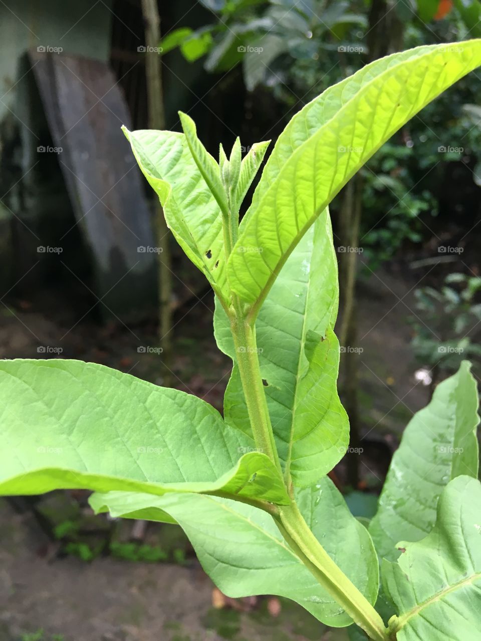 Goava leaf
