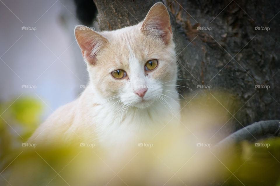 Barn Kitten Cat In Tree  