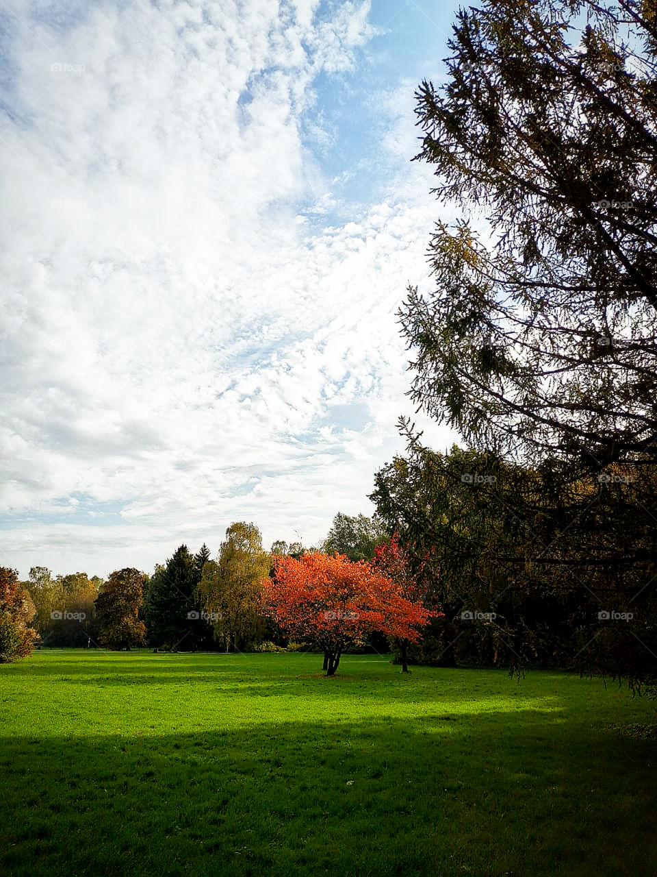 Early autumn. In the glade, a red tree, which is surrounded by a green forest