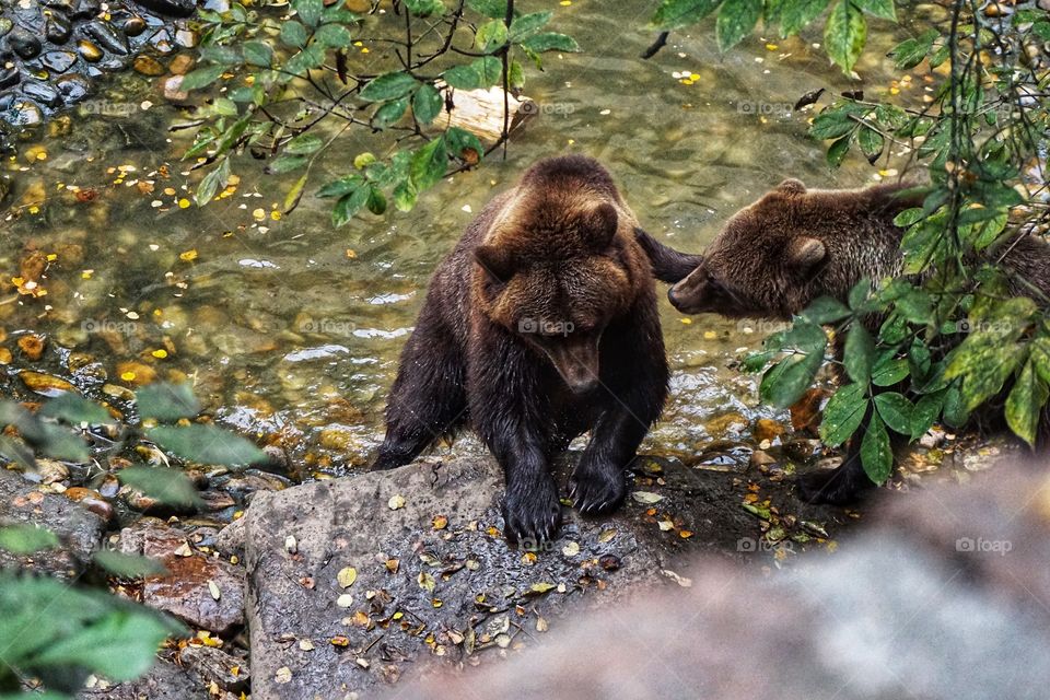 Brown Mission ... Caring brown bears