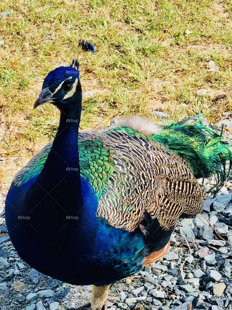 Pretty peacock 