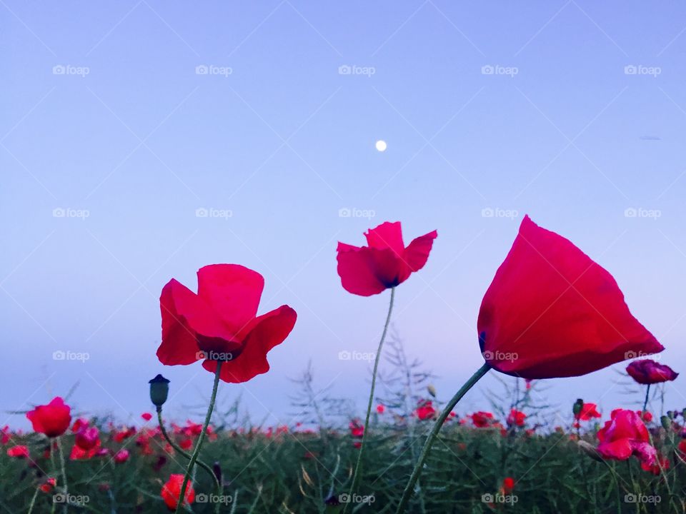 Poppies