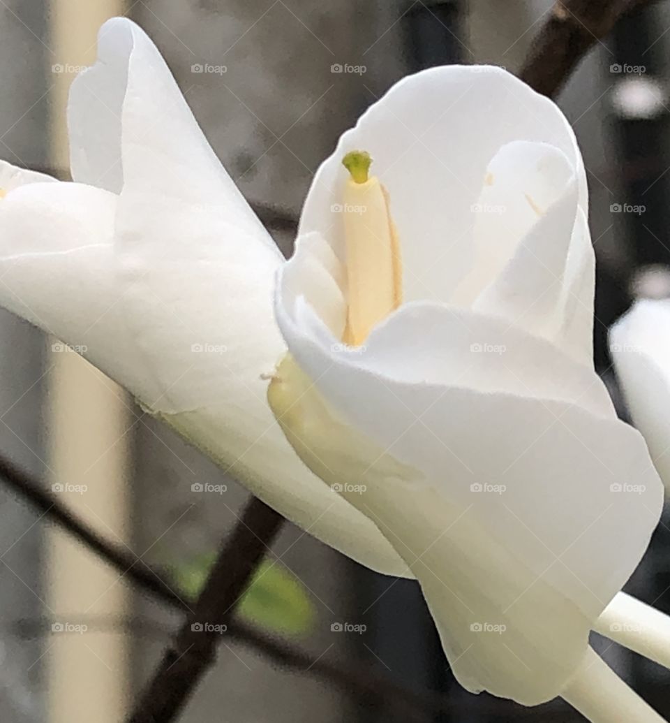 The white color stories, Countryside ( Thailand)