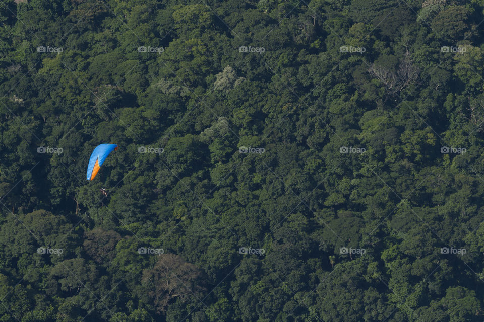 Tijuca Forest in Rio de Janeiro Brazil.