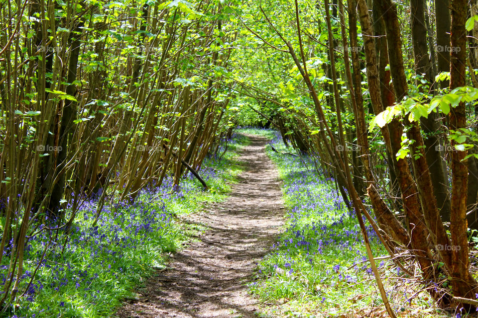 View of a small path in forest