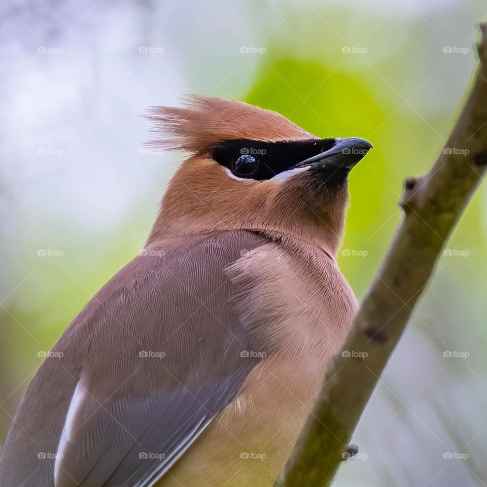 Portrait of a cedar waxwing scanning the meadow. 