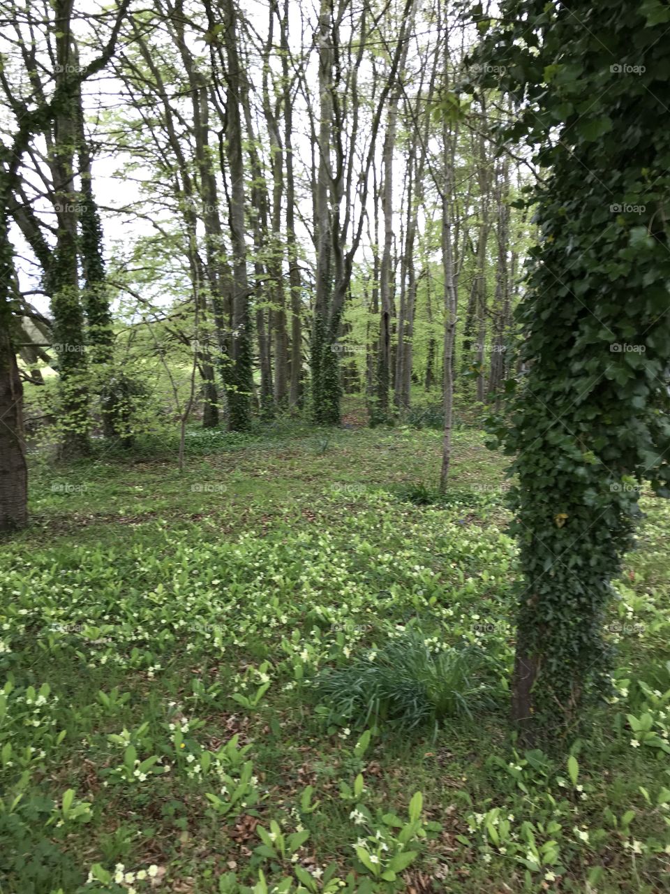 Delightful woodland of primroses, giving pleasure to the hundreds who pass through on a trek to Budleigh Salterton.
