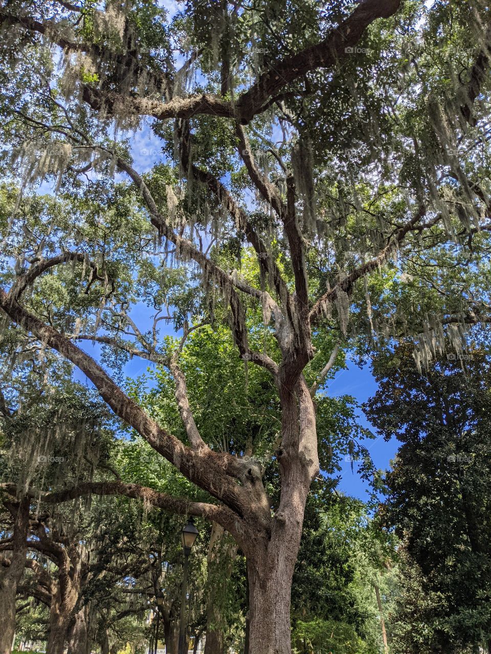 tree with Spanish moss