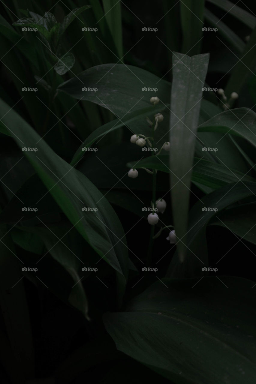 leaves and white flowers in rainy day
