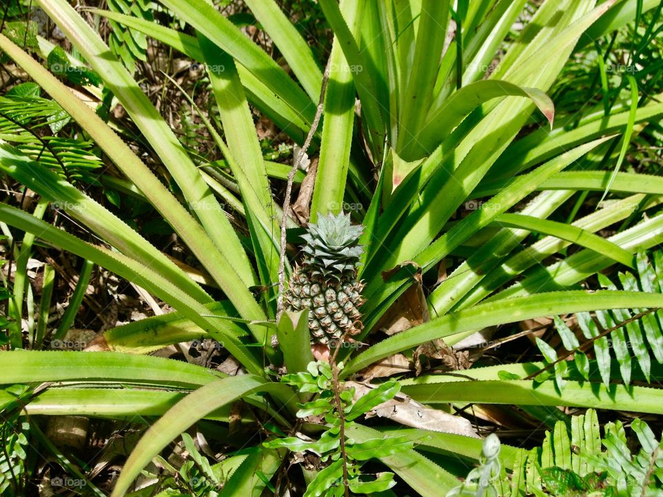 Pineapple Fiji 