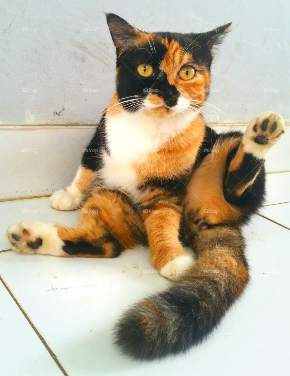 A female calico cat was grooming her self when I put my camera on her. She just starred and made a pose 😊❤🐾