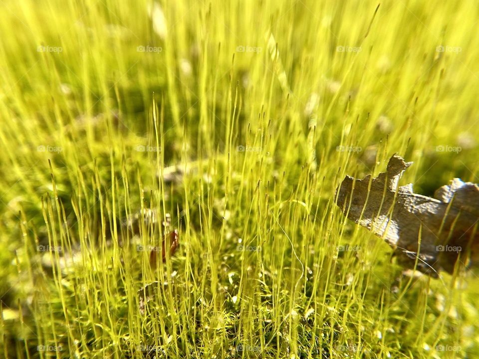 Close up of a moss