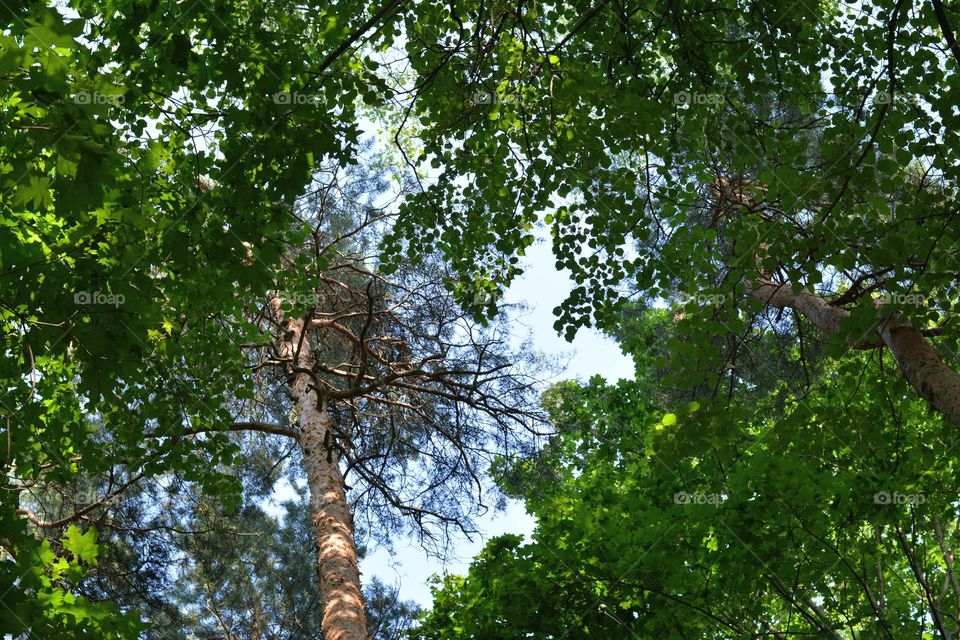 green trees view from the ground